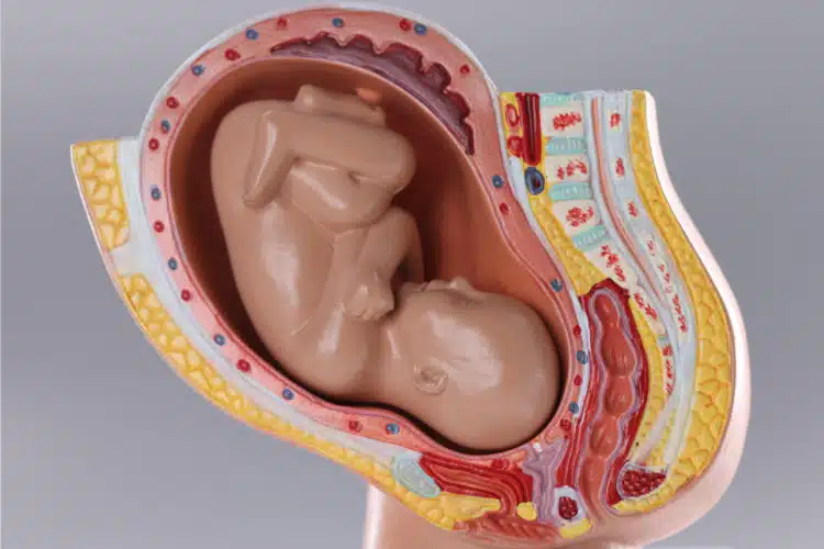 Artificial mock uterus with fetus on a gray background.